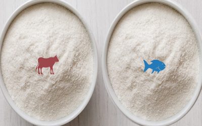 Bovine or fish collagen – which should we choose?