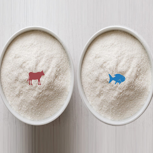 Bovine or fish collagen – which should we choose?
